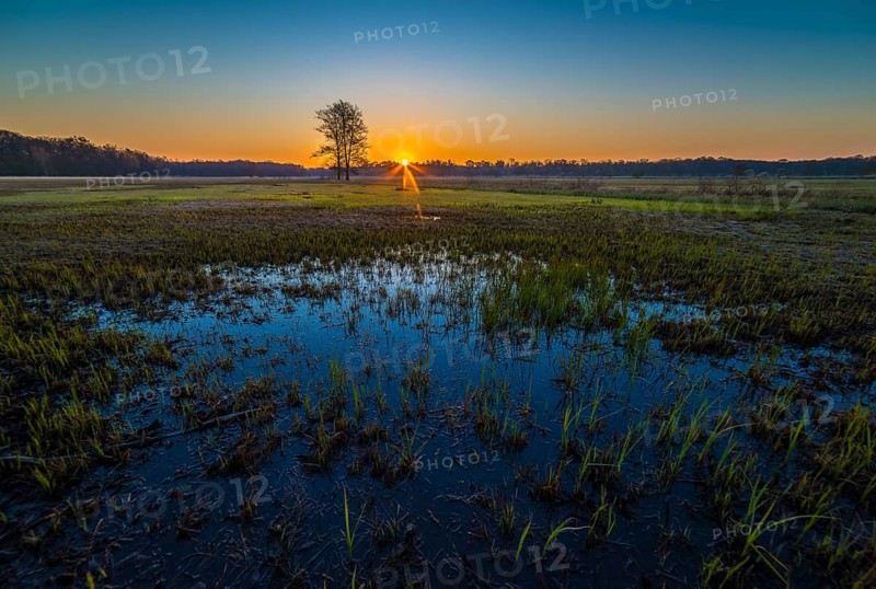 Sunrise in the Moenchbruch Nature Reserve