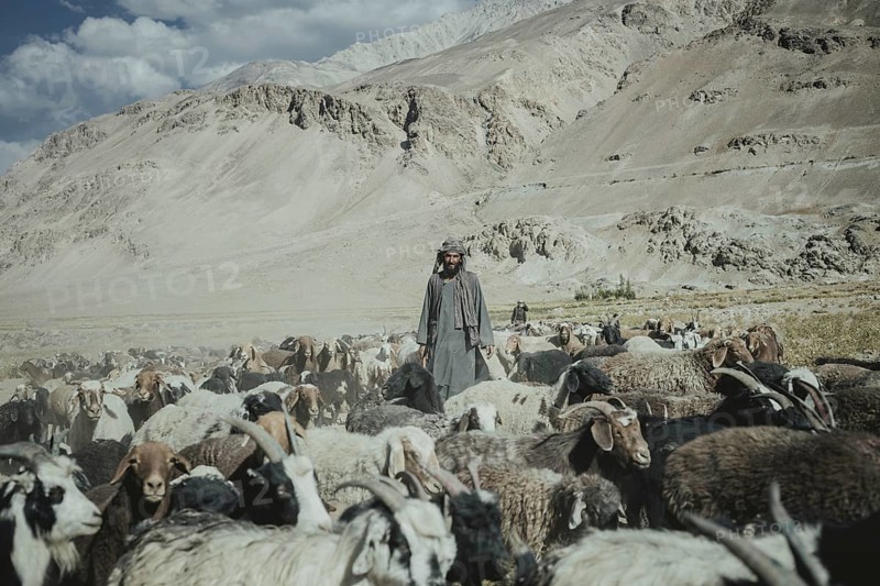 Man standing in the middle of a flock of sheep