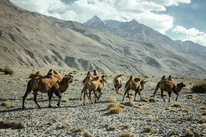 Bactrian camels