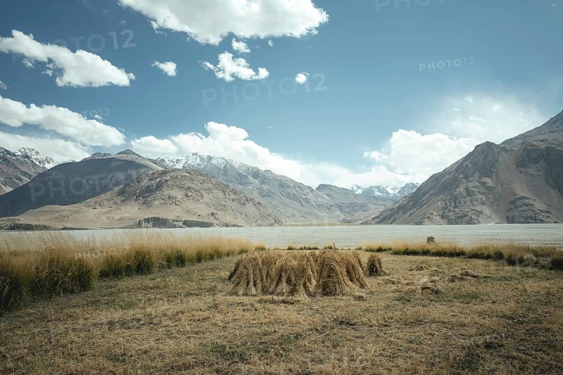 Sheaves of grain tied together and set up in a field