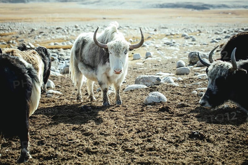 Yak