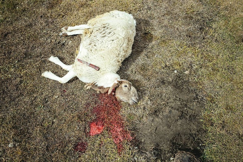 Slaughtered sheep lying with its neck cut in its blood in a mountain meadow
