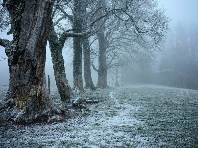 Old tree population