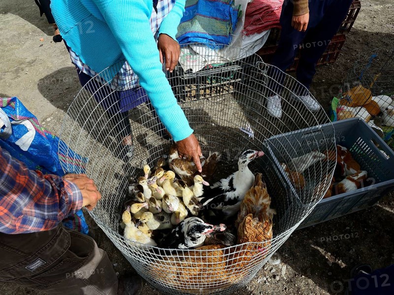 Sale of ducks