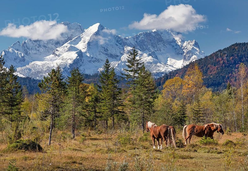 Autumn landscape with horses in the Isar valley with Alpspitze and Zugspitze in the Wetterstein range