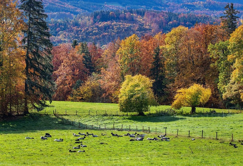 Autumn landscape with sheep pasture near Guglhoer