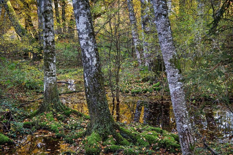 Moorland near Staffelsee