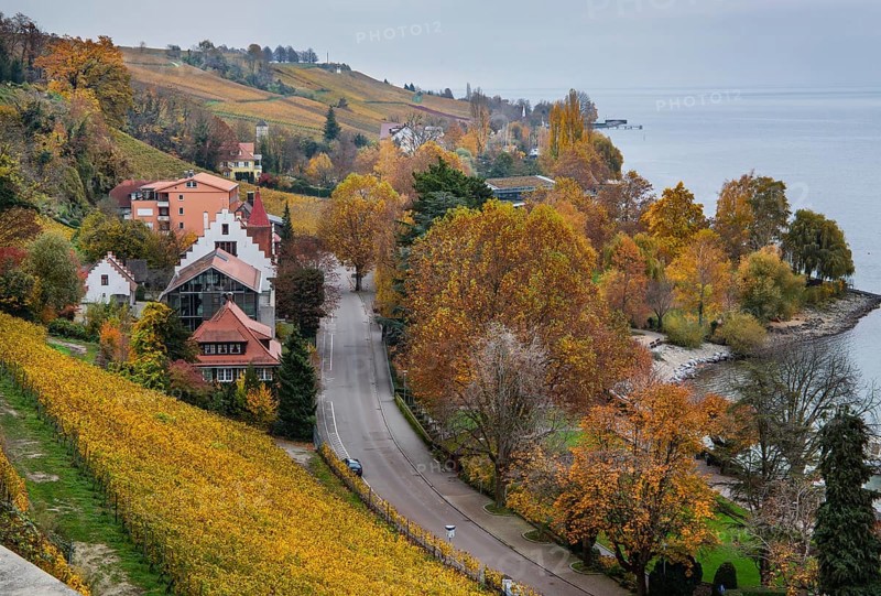 Vineyard above the lake shore