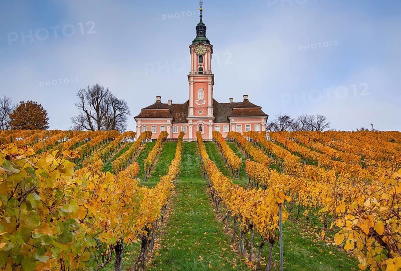 Vineyard with the pilgrimage church of Birnau