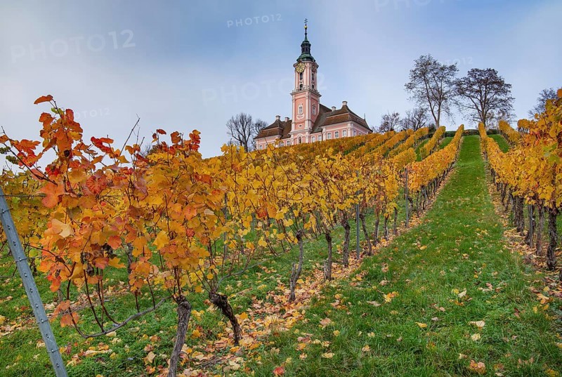 Vineyard with the pilgrimage church of Birnau