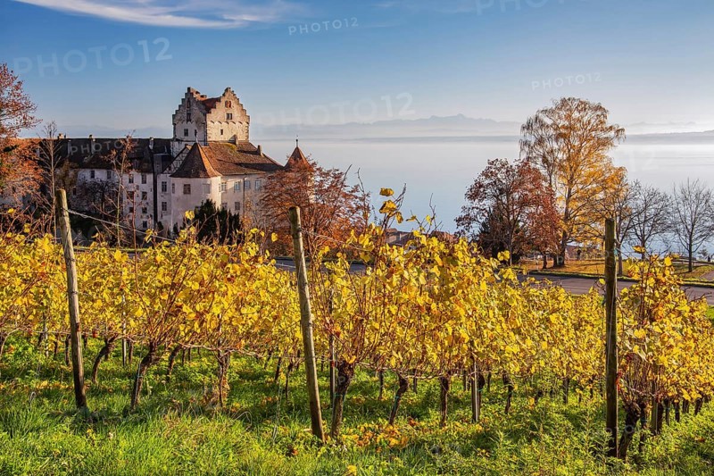 Vineyard with Meersburg Castle