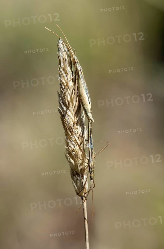 Italian tree cricket
