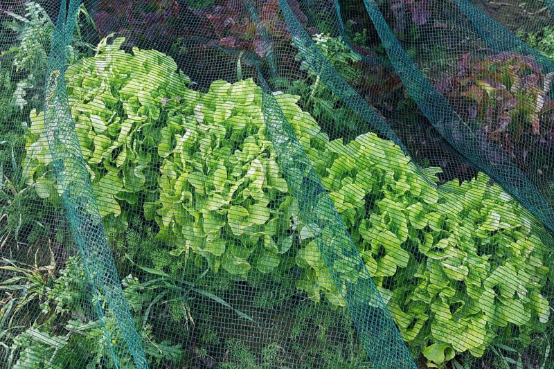 Lettuce Lollo Bionda