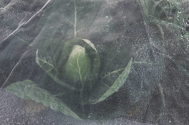Pointed cabbage under a dewy bird protection net