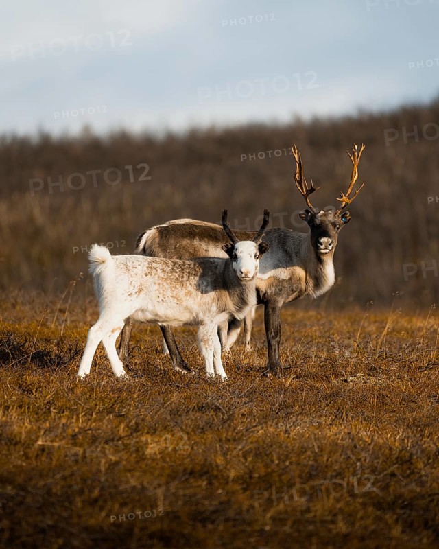 Reindeer
