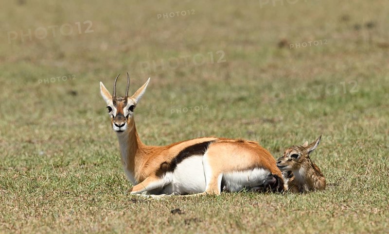 Thomson's gazelle
