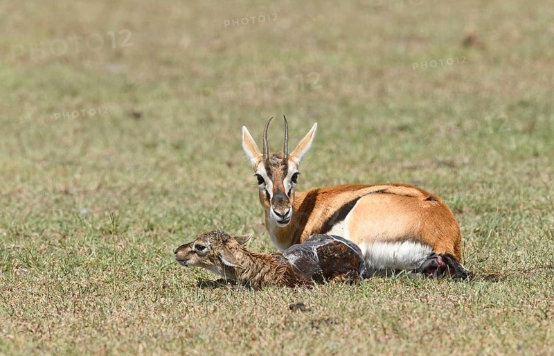 Thomson's gazelle
