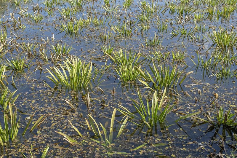 Aquatic plant Water-soldier or water pineapple