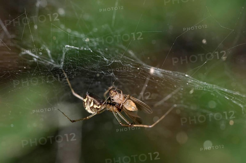 Female of the common canopy spider