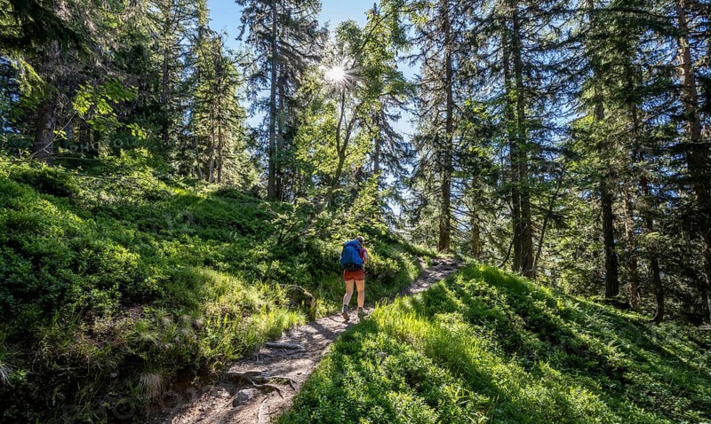 Hiker on trail through forest