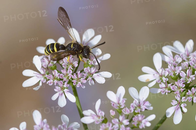 Five-spotted knotted wasp
