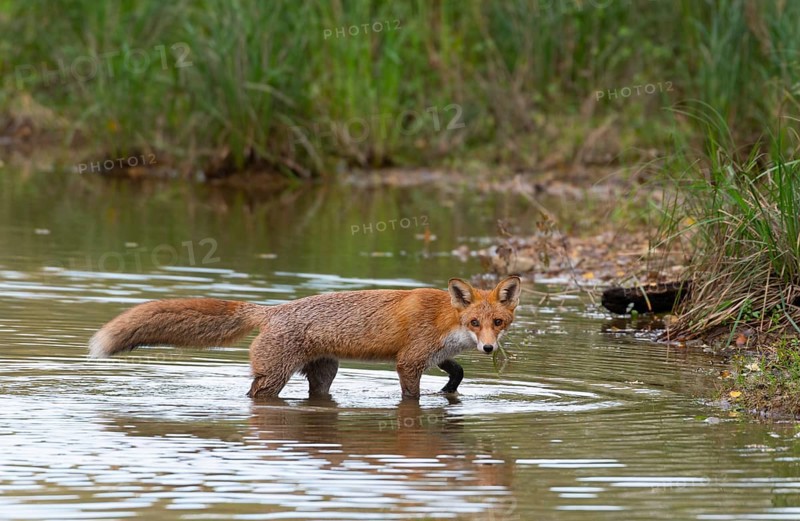 Red fox