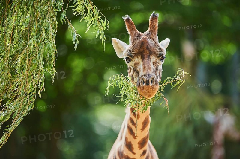Reticulated giraffe