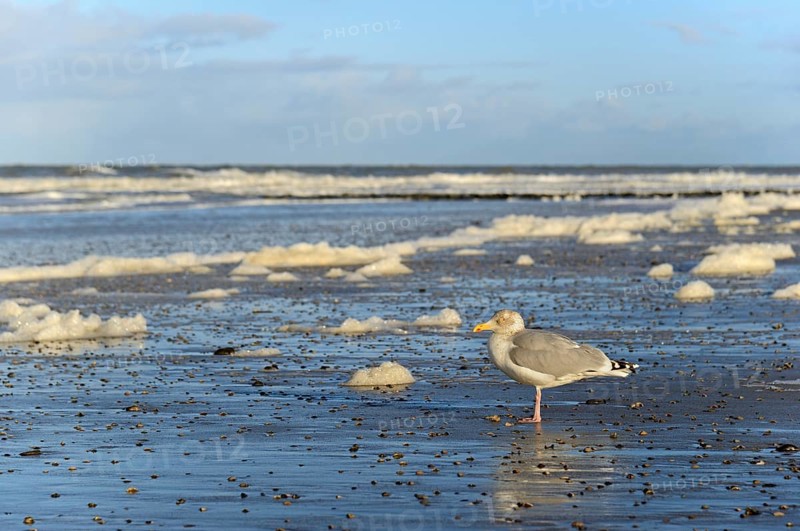 European herring gull