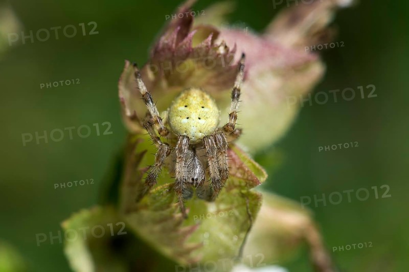 Four-spot orb weaver