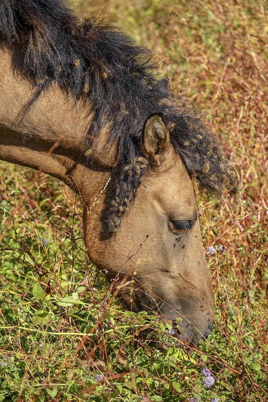 Wild horse