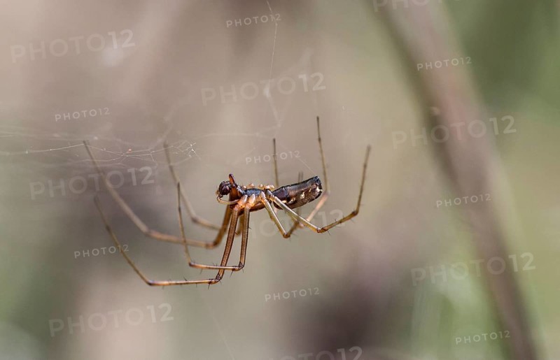 Male of the common canopy spider