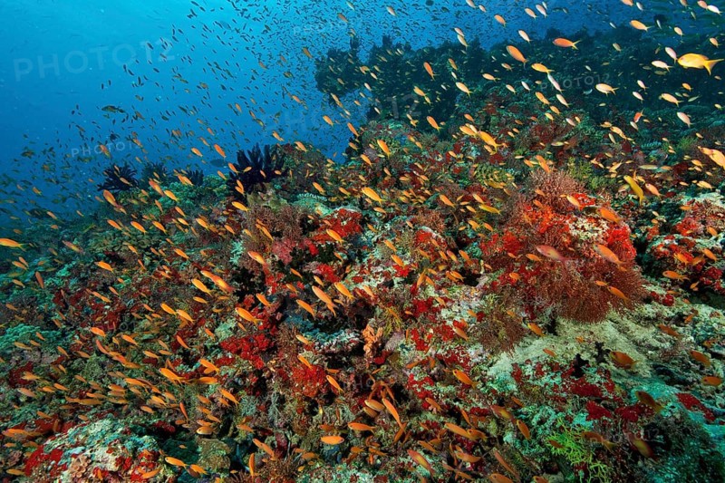 School of fishes