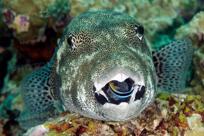Star puffer