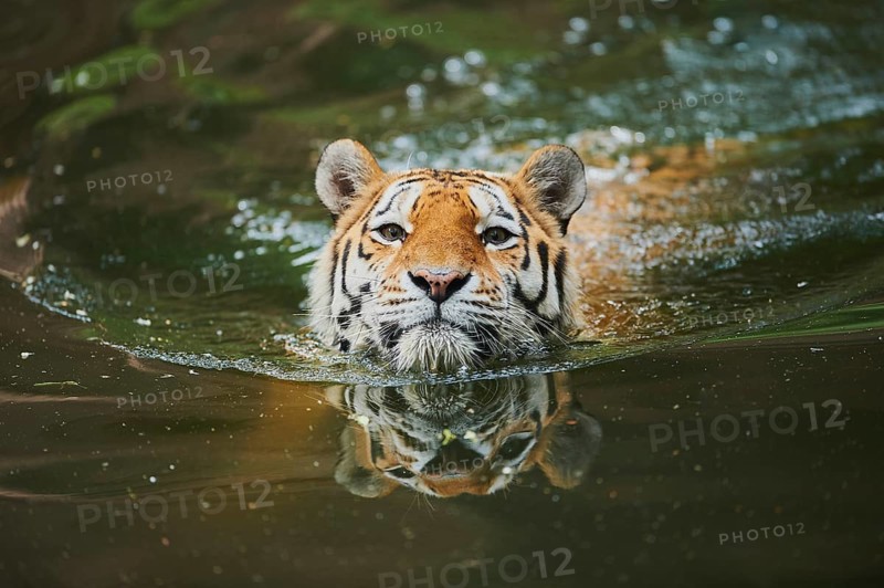 Siberian tiger