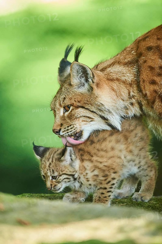 Eurasian lynx