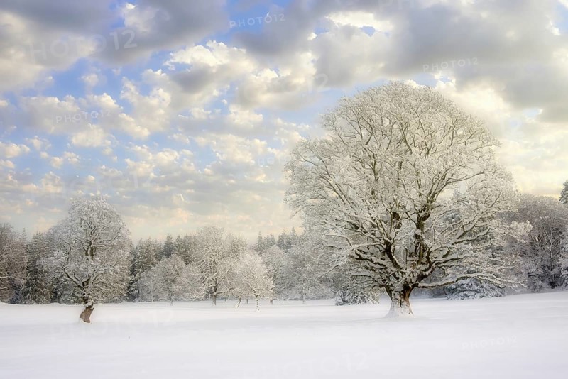 Winter landscape with snow-covered trees