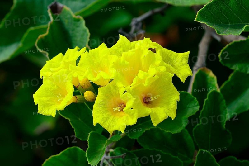 Yellow flowers of the Muyuyo
