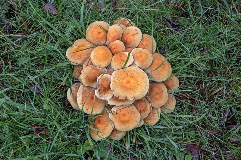 Honey funguses