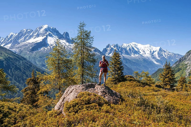 Larches in autumn colour