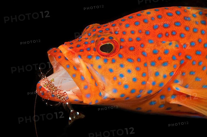 Vermillion seabass