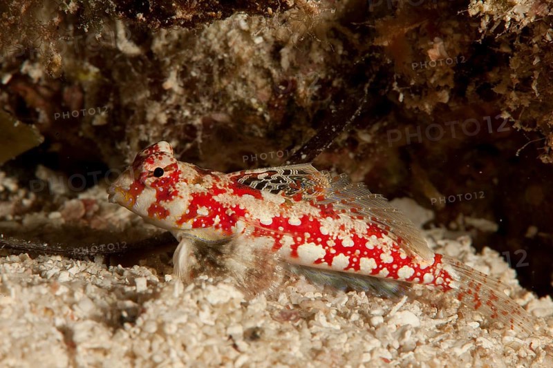 Marbled Dragonet