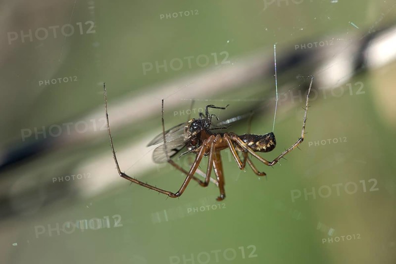Male of the common canopy spider