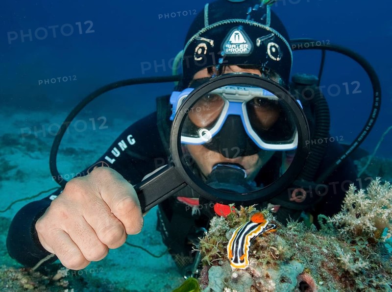 Diver looking with a magnifying glass at a pajama star snail