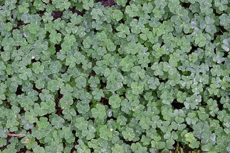 Shamrocks with water drops