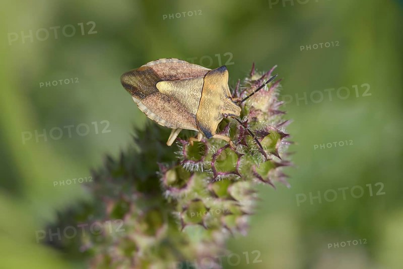 Carpocoris fuscispinus