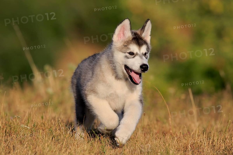 Alaskan Malamute puppy walks across a meadow