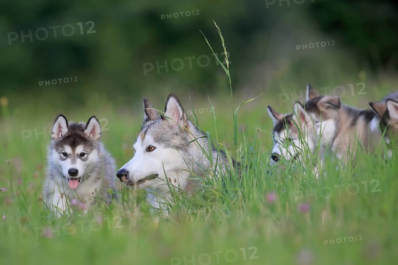 Alaskan Malamute puppies and dam in the grass