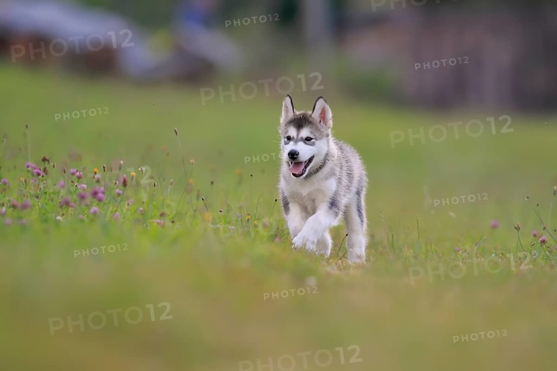 Alaskan Malamute puppy walks across a meadow