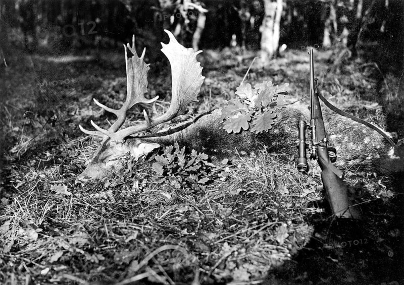 Shot stag and rifle