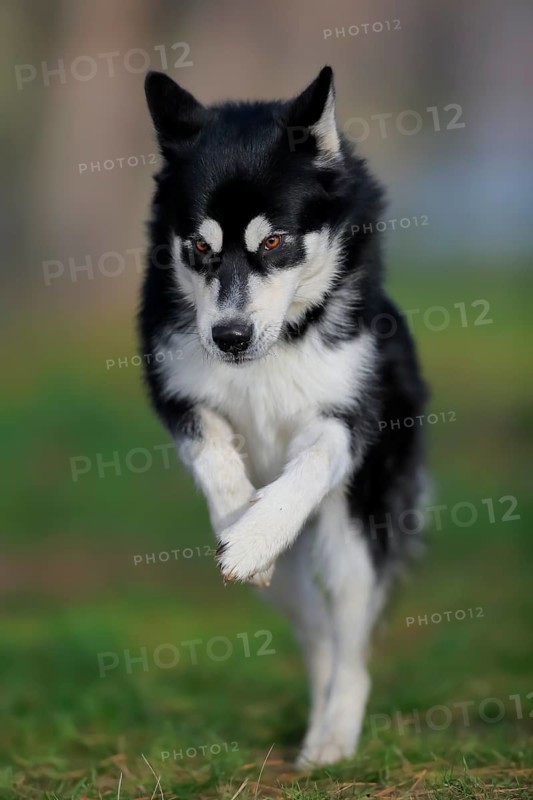Alaskan Malamute male